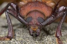 image of long_horned_beetle