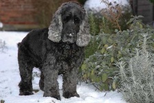 image of english_cocker_spaniel #4