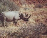 image of rhino