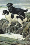 image of newfoundland
