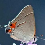 image of animal