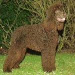 image of animal