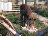 image of cougar