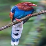 image of bird