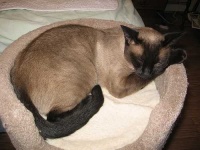 image of siamese #29