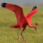 image of bird