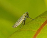 image of leafhopper