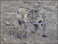 image of hyena