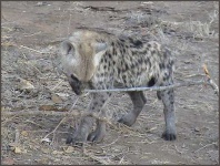 image of hyena #8