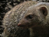 image of mongoose