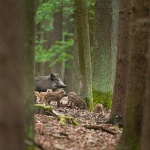 image of animal