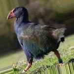 image of bird