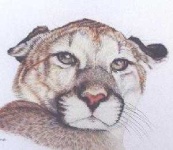 image of cougar_face