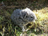 image of guinea_pig