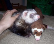 image of black_footed_ferret