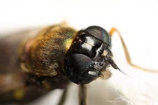 image of fly