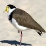 masked_lapwing