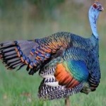 image of ocellated_turkey #3