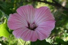 image of flower