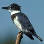 image of bird