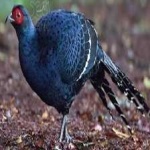 image of bird