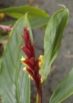 image of flower