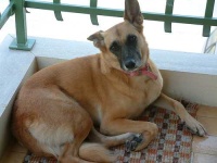image of malinois