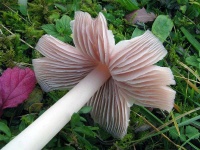 image of mushrooms