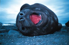 image of animal