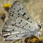 image of animal