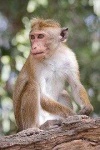 image of monkey #23