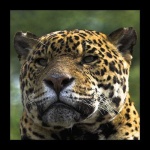 image of jaguar_car