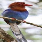 image of bird