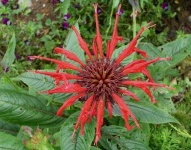 image of flower