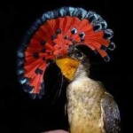 image of bird