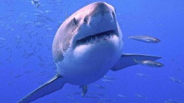 image of animal