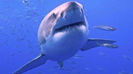 image of shark #22