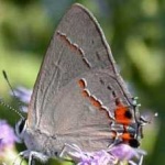 image of butterfly #31