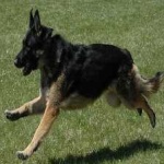 image of german_sheperd #15