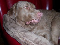 image of chesapeake_bay_retriever