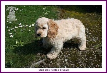 image of cocker_spaniel