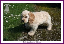 image of cocker_spaniel #19