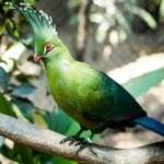 image of bird