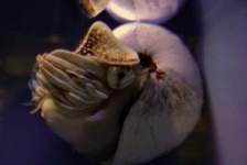 image of chambered_nautilus