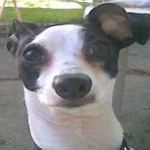 image of animal