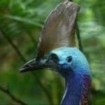 image of bird