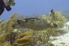 image of hawksbill