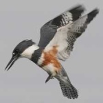 image of bird