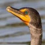 image of bird