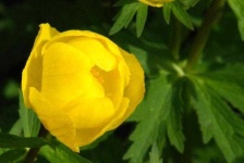 image of flower